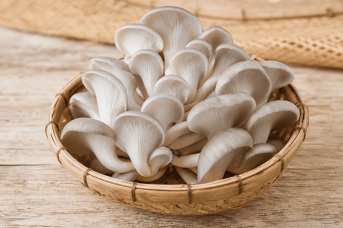 Nấm bào ngư